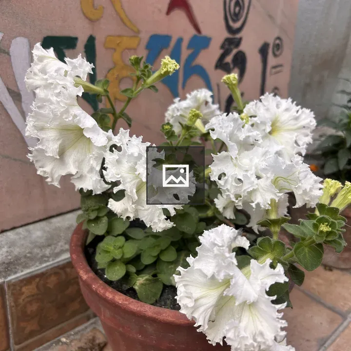 Terracotta pot with flowers