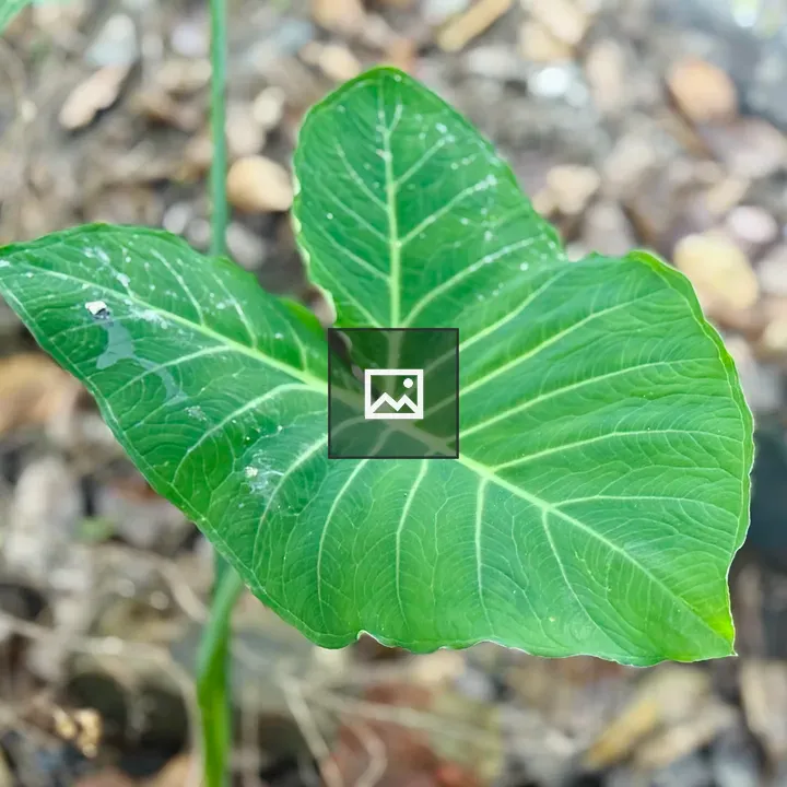 Green leaf with white veins