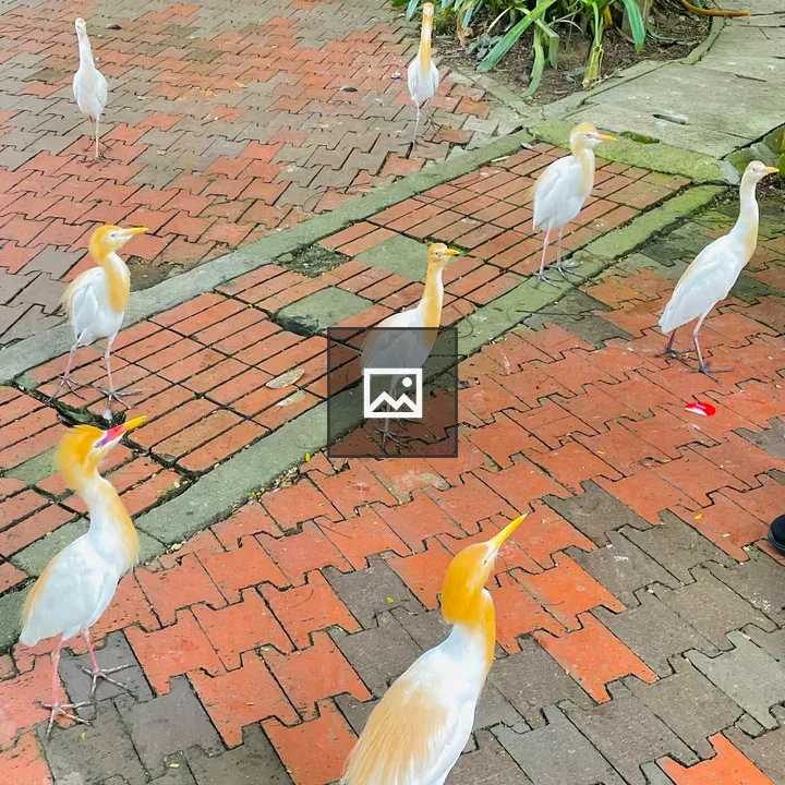 Cattle egrets waiting for feeds