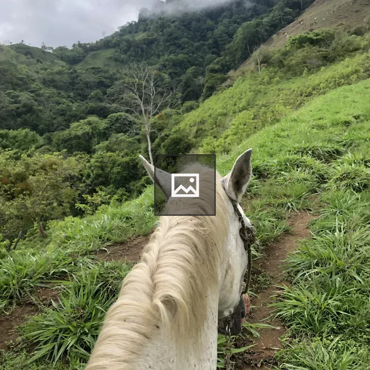Rear view of white horse on hillside