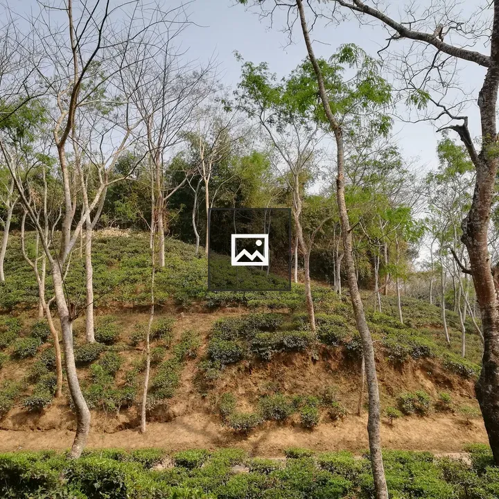 Terraced hillside tea plants