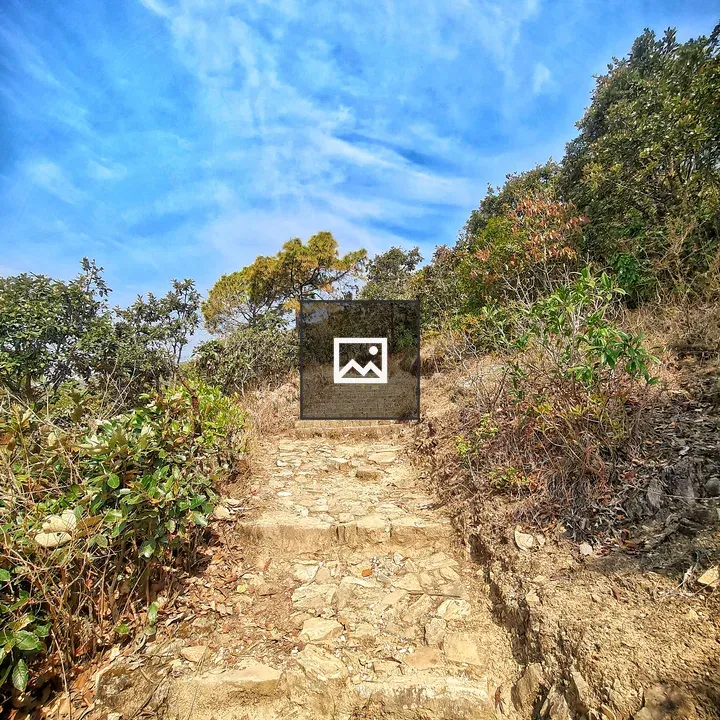 Trail with stone steps and trees