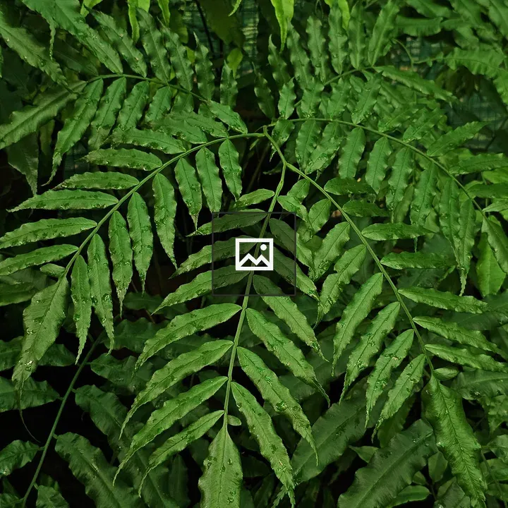 Fern leaves with water droplets