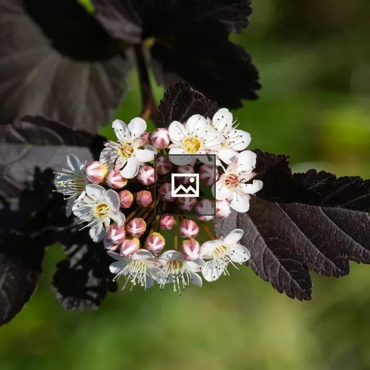 Physocarpus opulifolius Diabolo inflorescence