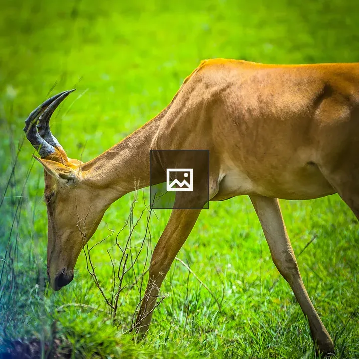 Antelope Grazing in Field