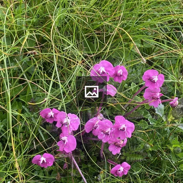 Cluster of pink flowers