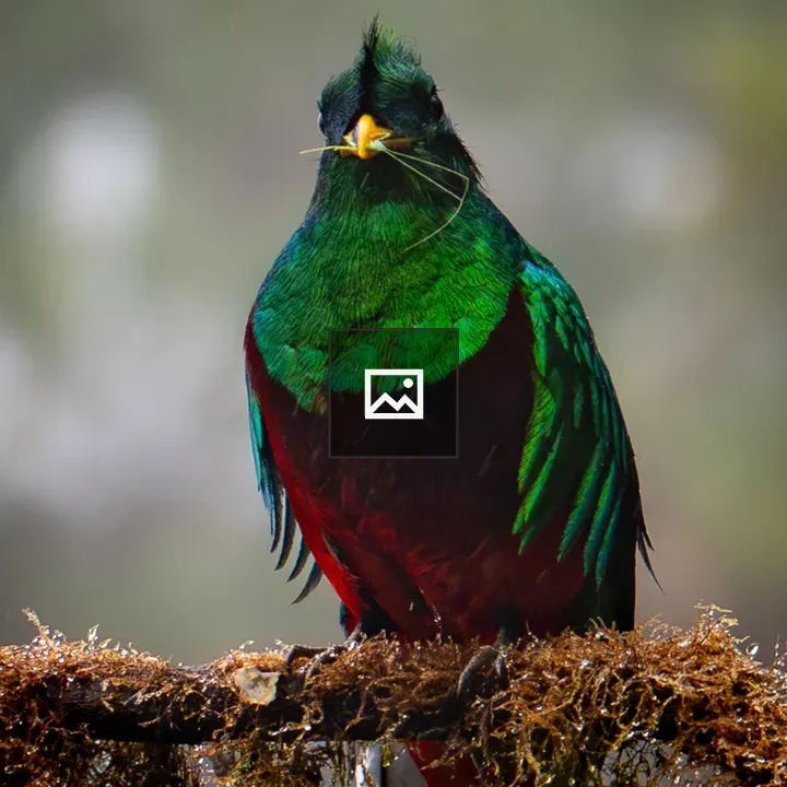 Colorful bird on moss branch