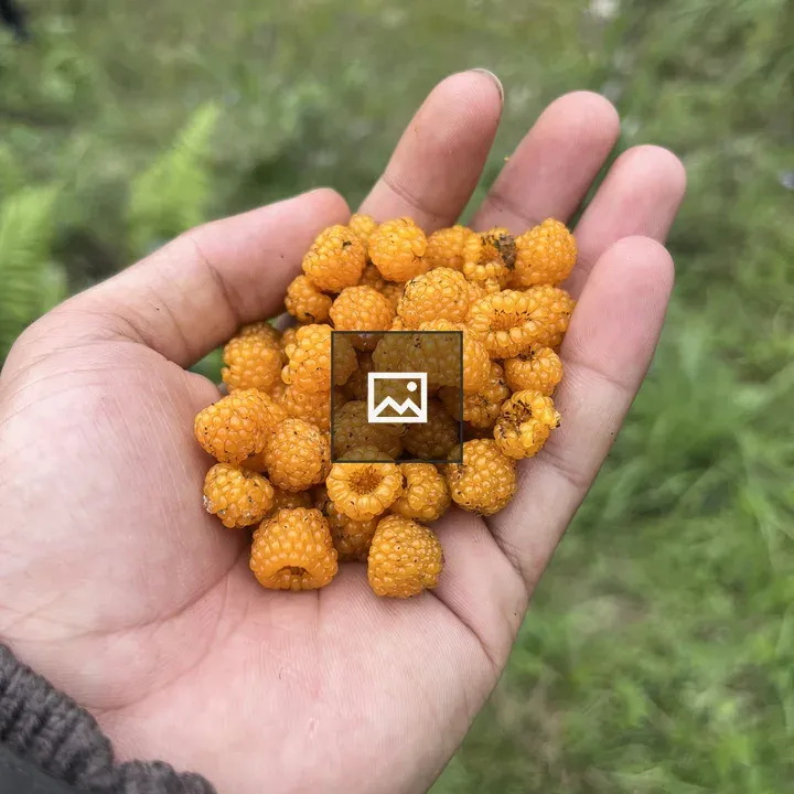 Hand with golden raspberries