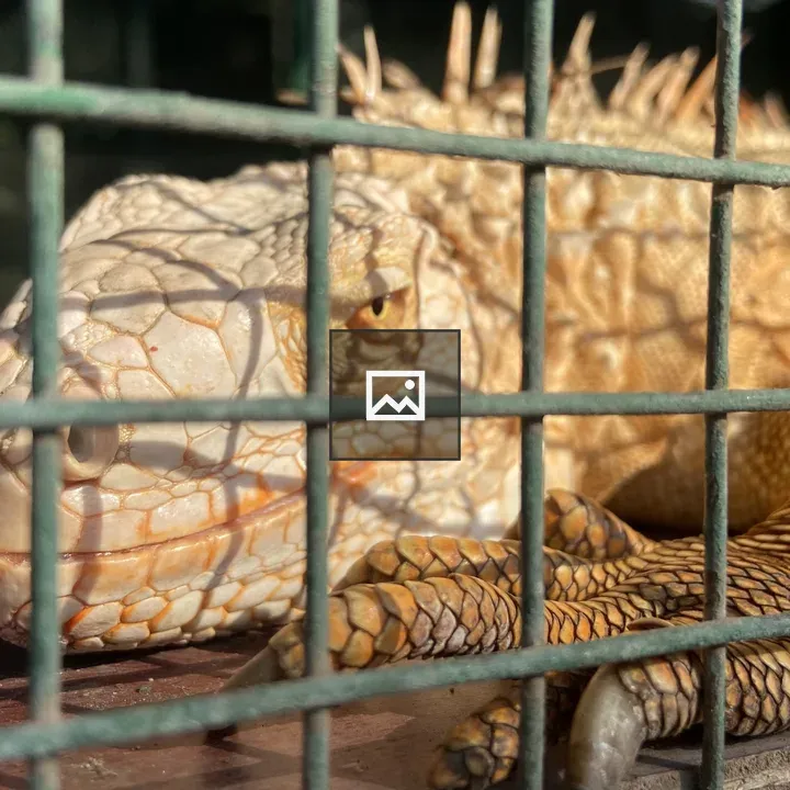Iguana in Cage Sunlit