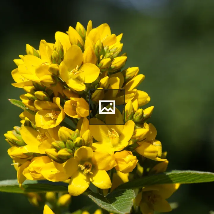 Lysimachia vulgaris flowers