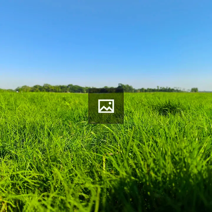 Green Grass in Field
