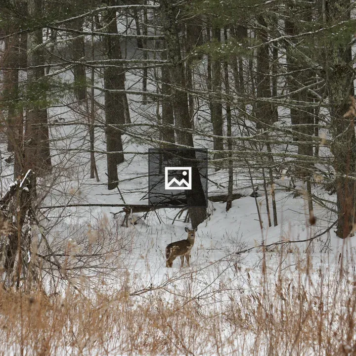 Deer at Snowy Field Edge