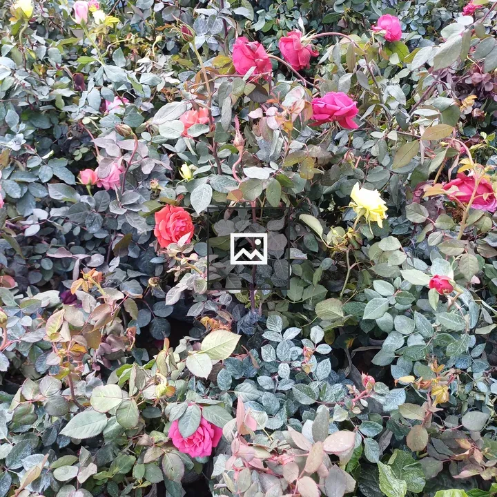 Yellow Red Pink Roses on Vine