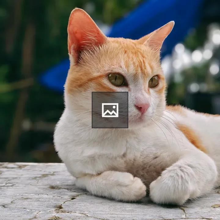 Orange and white cat resting