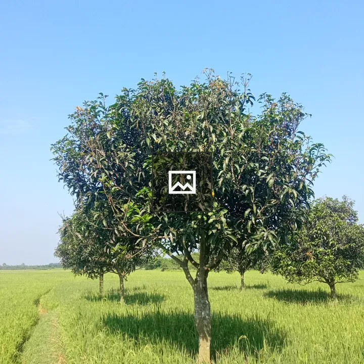 Row of Mango Trees in Field
