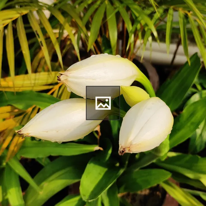 Casa Blanca Lily Buds