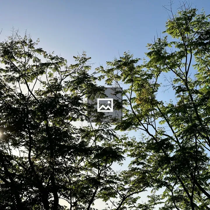 Sunlit silhouette of tree branches