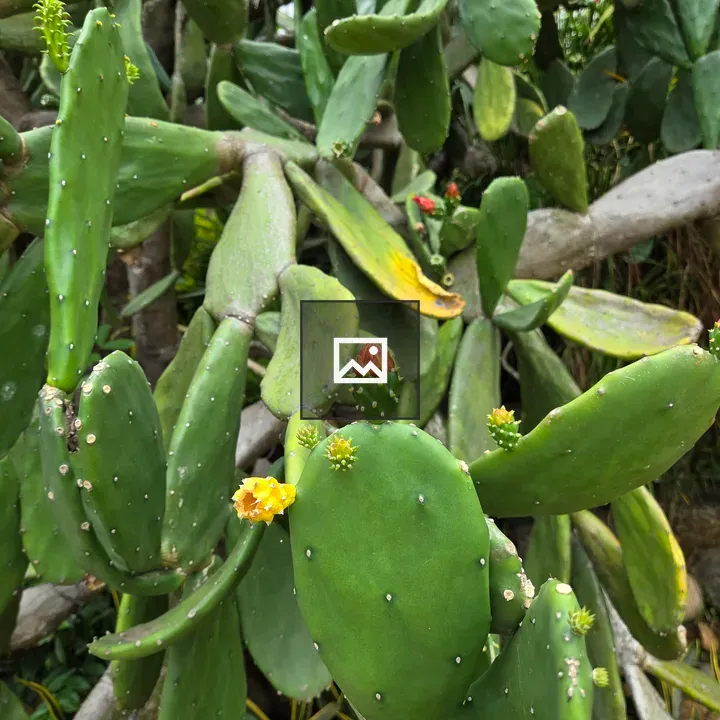Close-up of prickly pear cactus