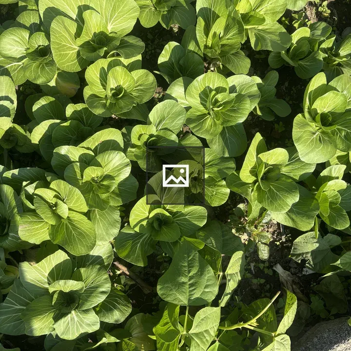 Bok choy and greens from above