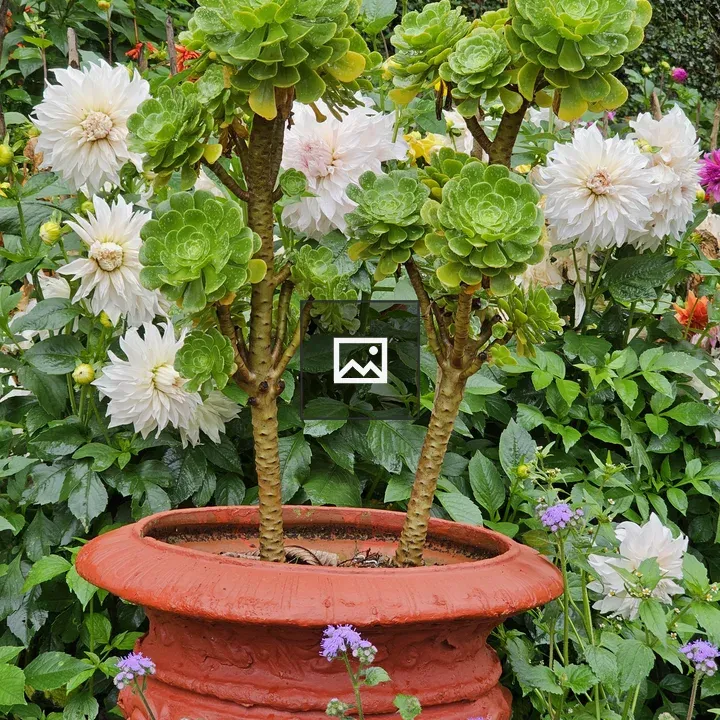 Potted succulent with surrounding blooms