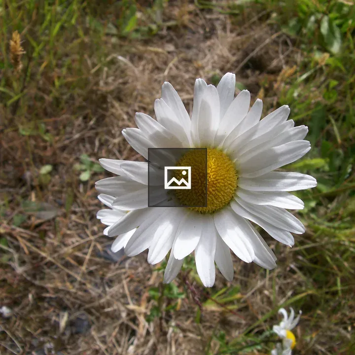 Daisy in Bloom