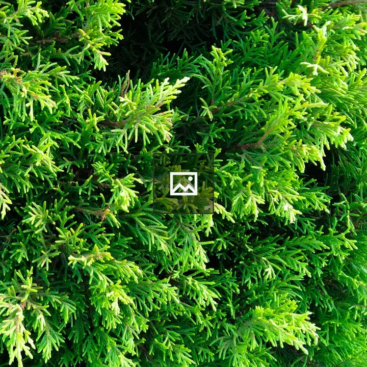 Dhupi Salla in Green