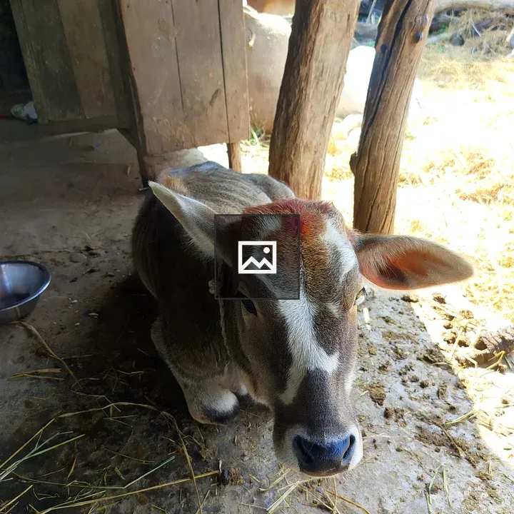 Calf in Rustic Barn