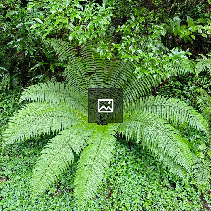 Fern in lush landscape