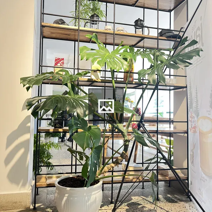 Monstera Plant in Ceramic Pot