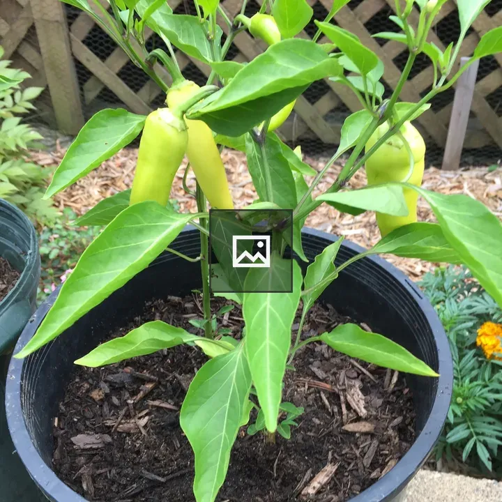 A potted hot chili plant