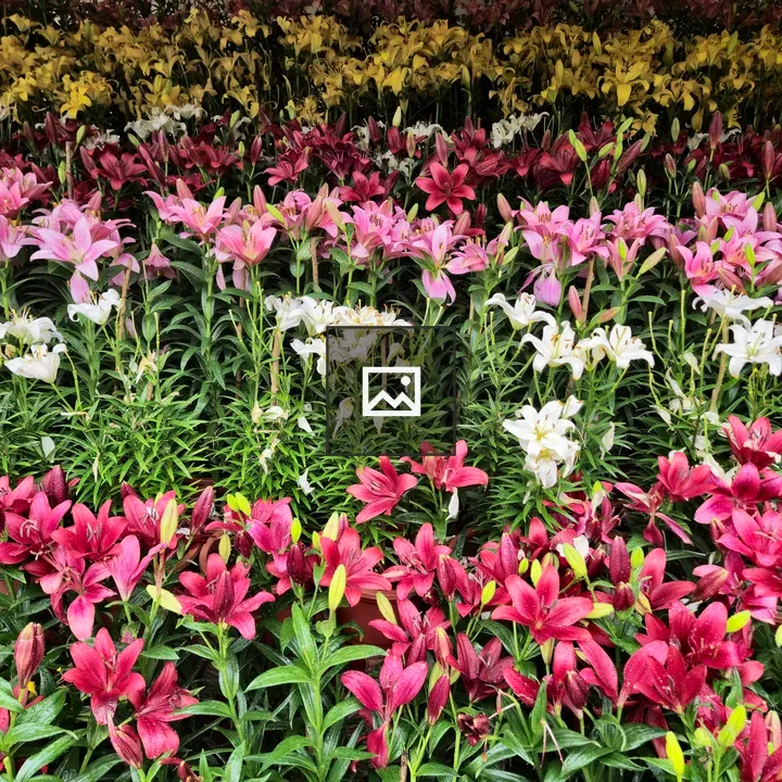Lilies in Botanical Garden Field