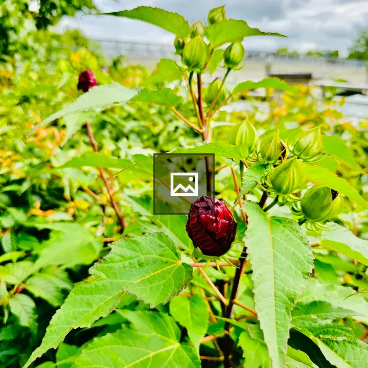 Hibiscus Candy Crush buds