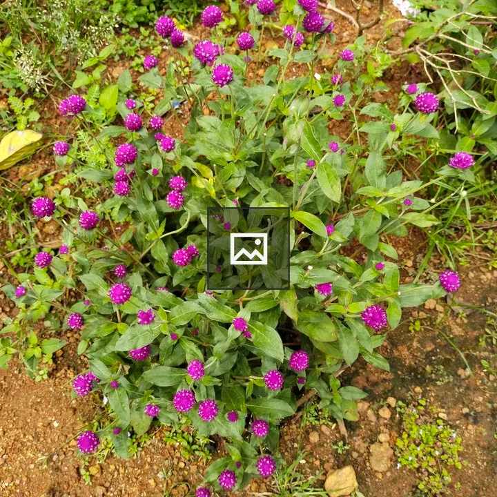 Gomphrena globe amaranth flower