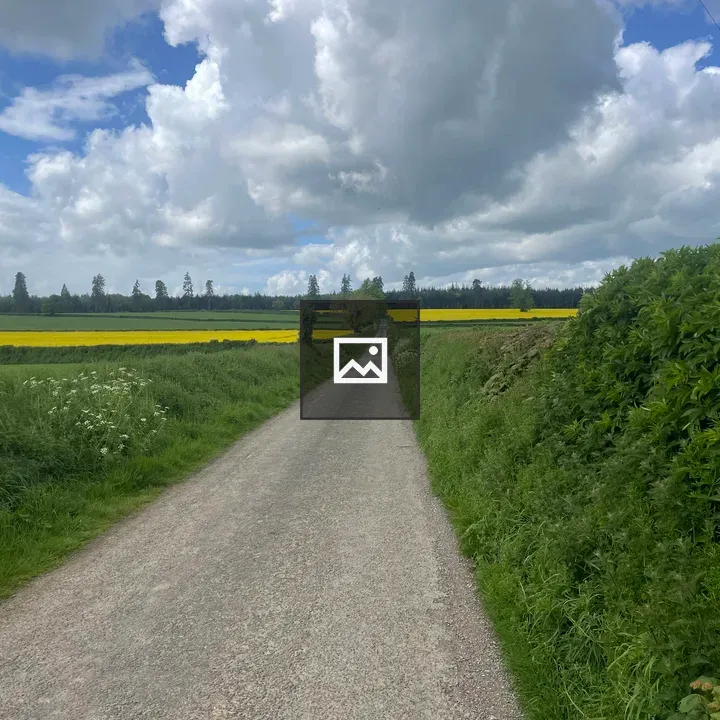Country road through rapeseed fields