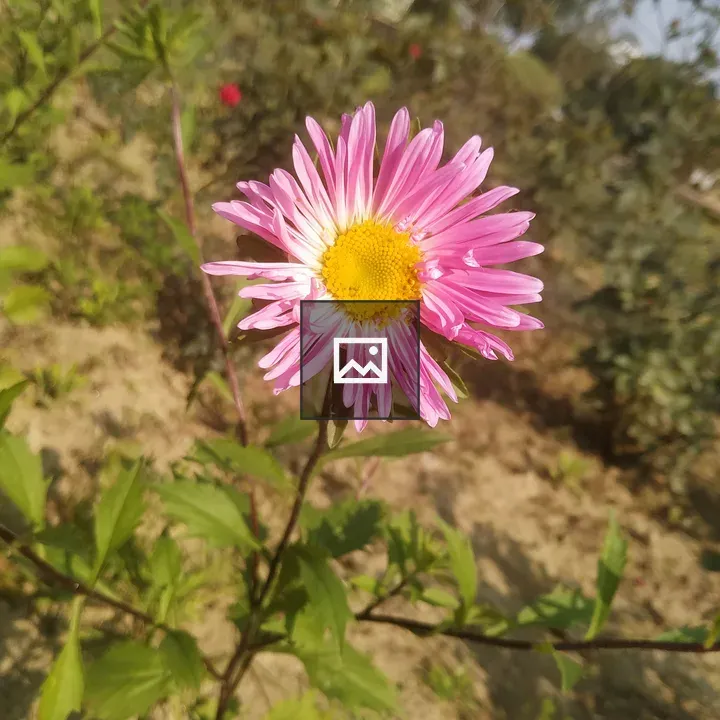 Pink and yellow fleabane flowers