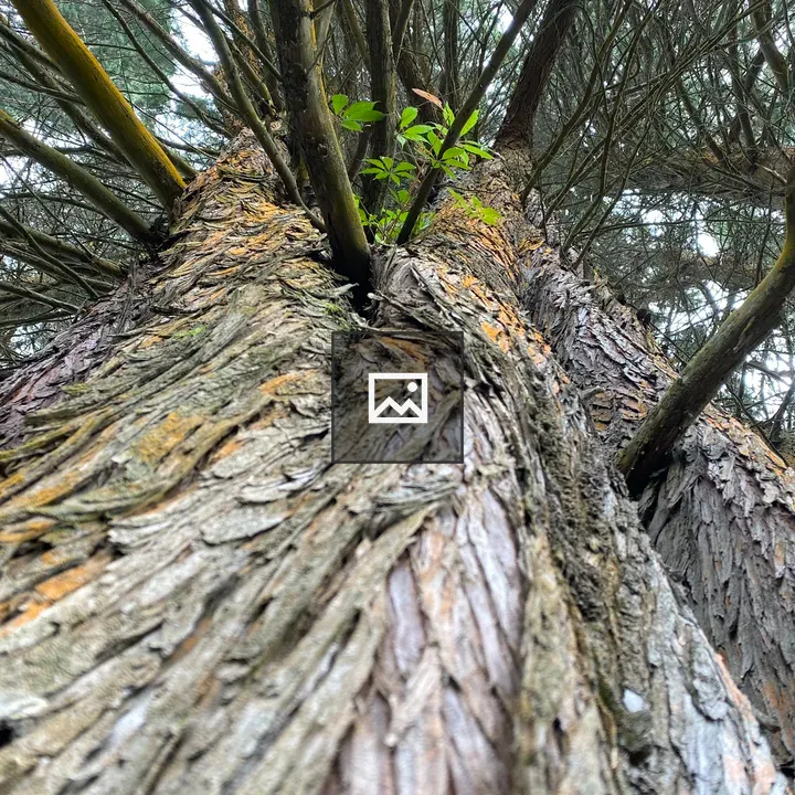 Giant cypress tree in Costa Rica