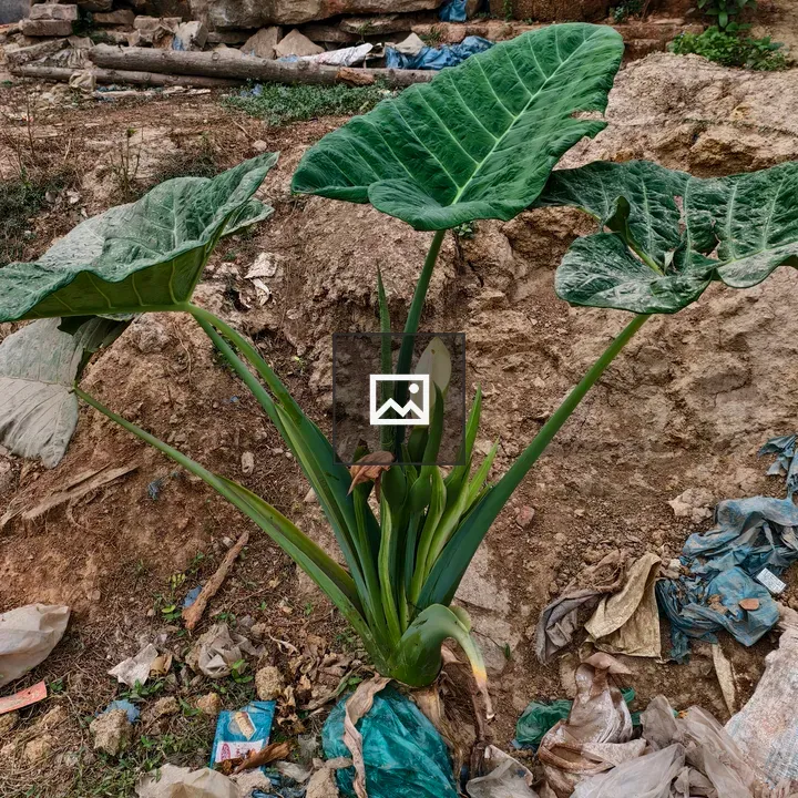 Plant with Broad Leaves and Budding Flower