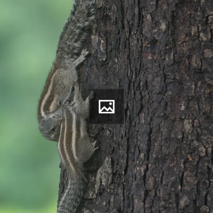 Two squirrels climbing a tree trunk