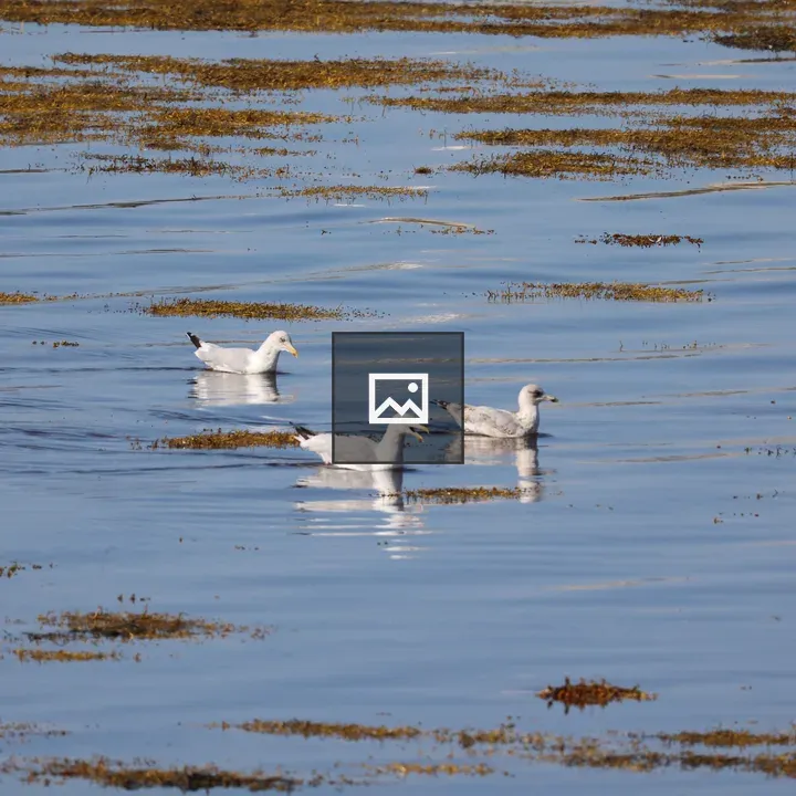 Three Heron Gulls in Seaweed