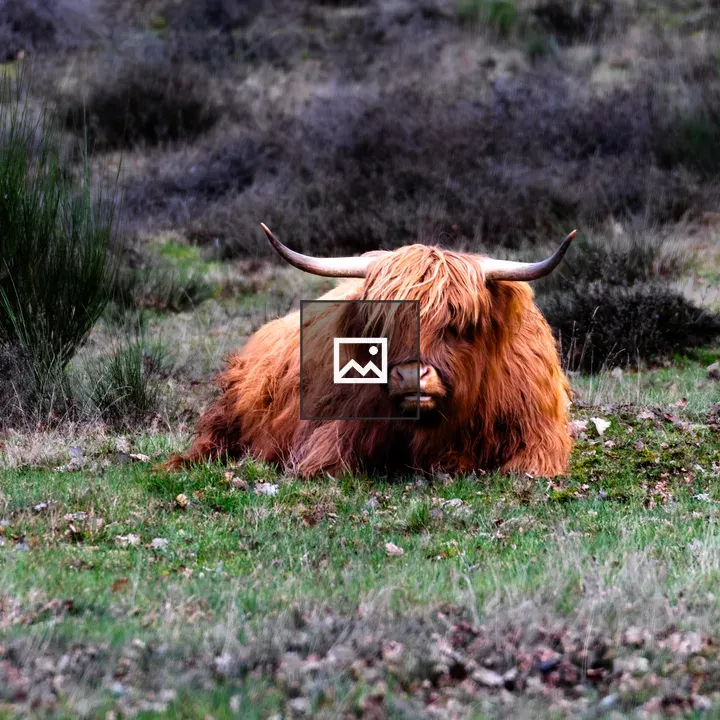 Scottish Highlander cow in heath