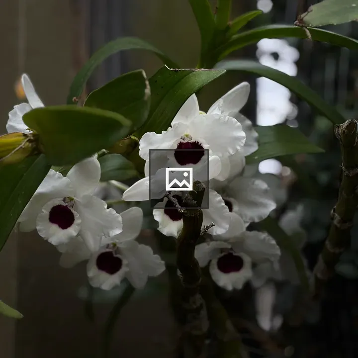 White Dendrobium Nobile Orchid