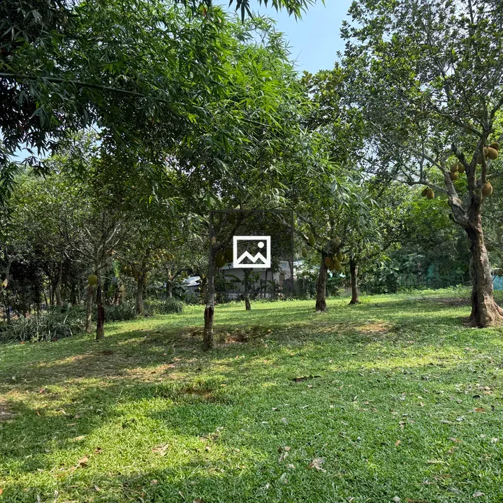 Jackfruit Trees Garden