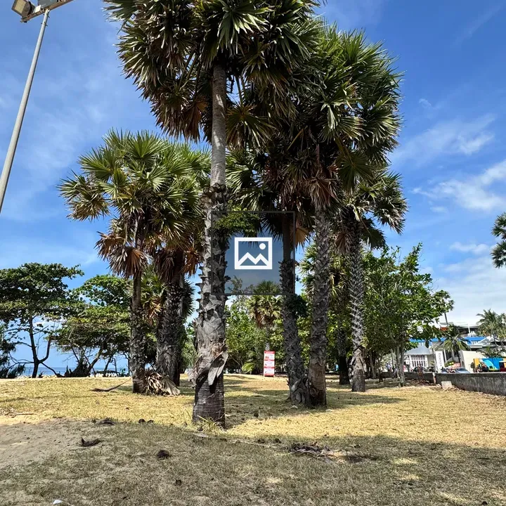 Palm Trees Landscape