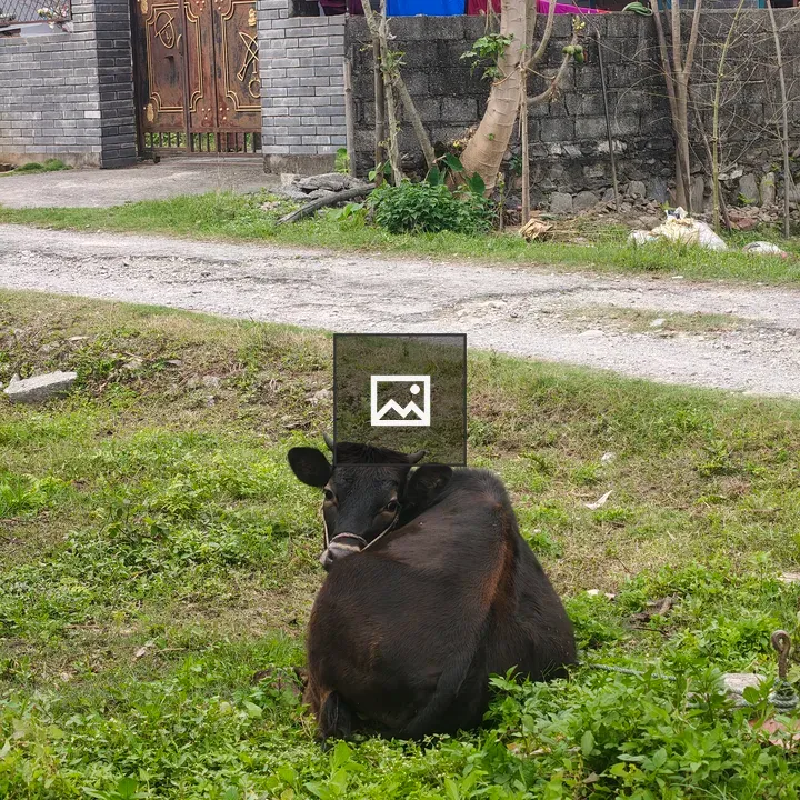 Black Cow on Green Pasture