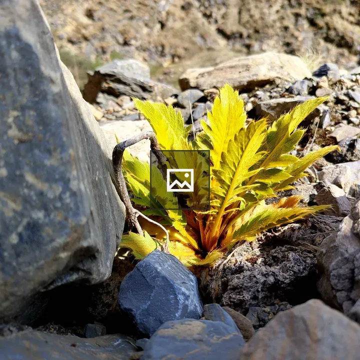 Yellow-Green Plant Between Rocks
