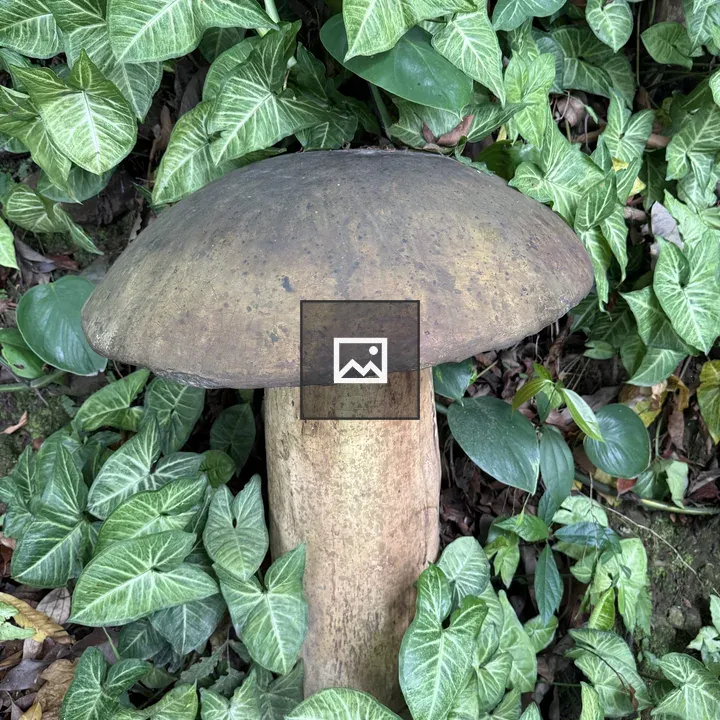 Mushroom with wide brown cap