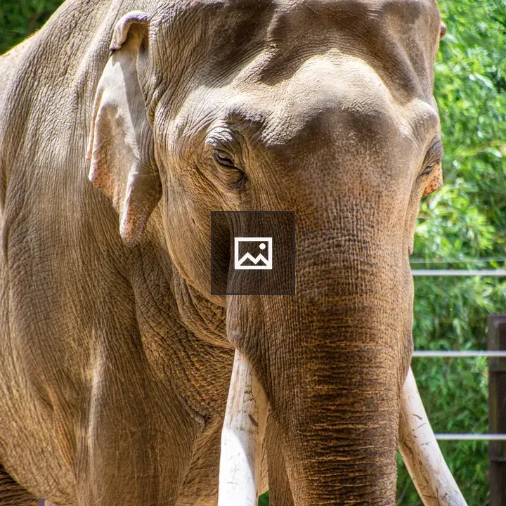 Head of an Asian elephant