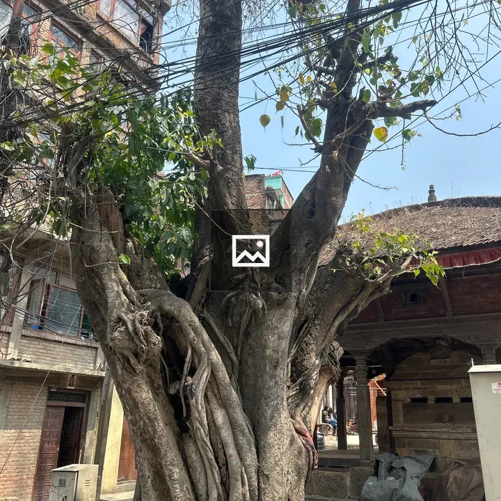 Gnarled Tree in Urban Setting