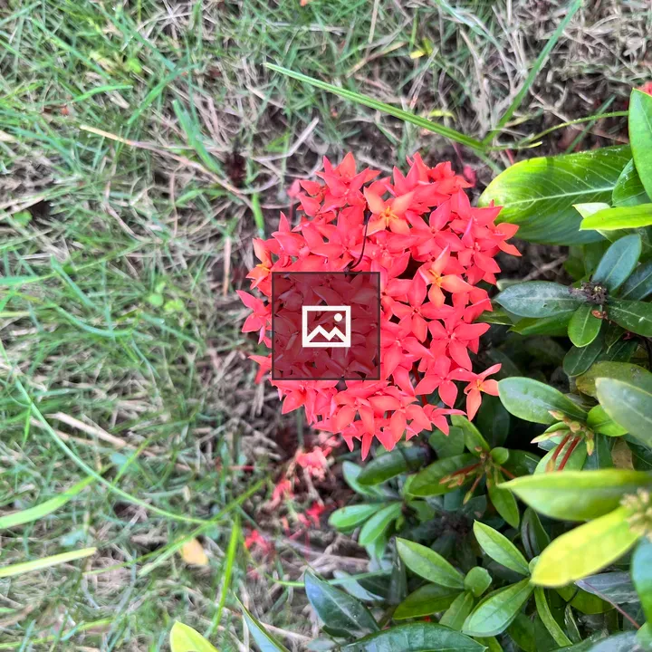 Ixora flower cluster