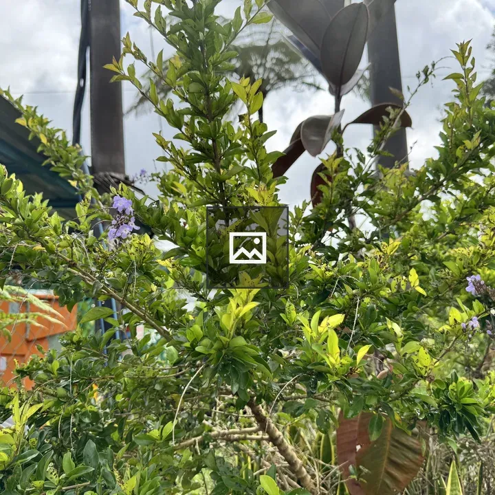 A lush green shrub with blooms